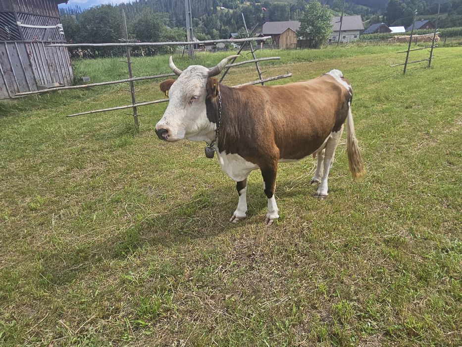 Vand vaca baltata