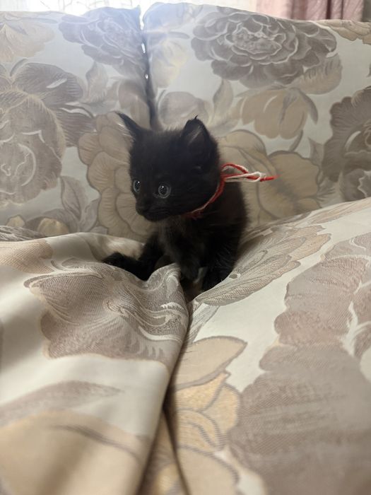 Котенок мейн-кун бесплатно