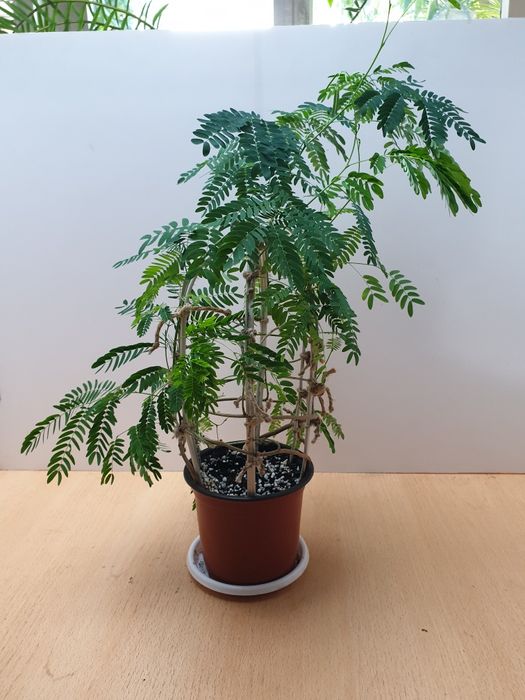 Огненное дерево. Распродажа