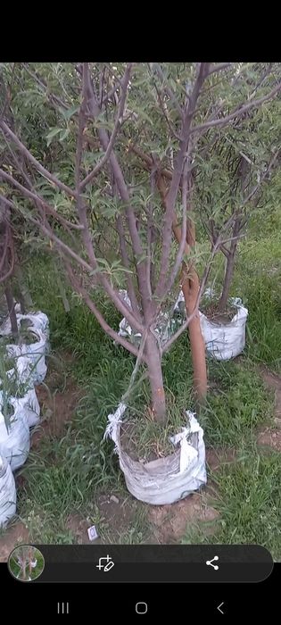 Меваси кучатлар 5-6 йилликлари бор