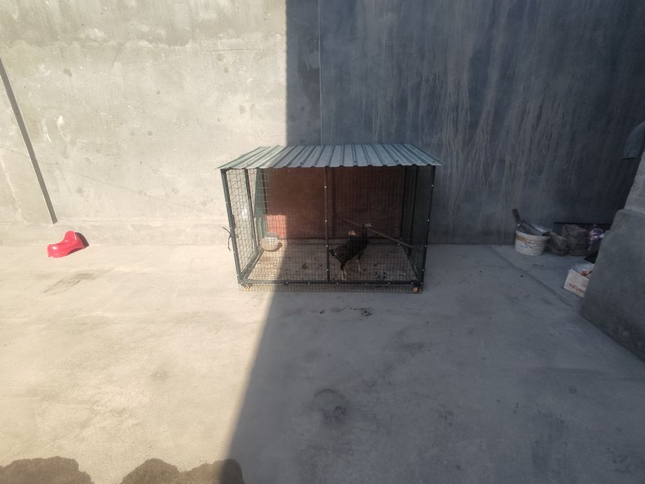 Kafas sotiladi yangi qilingan
