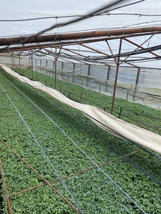 Rasad Legume  Profesionale