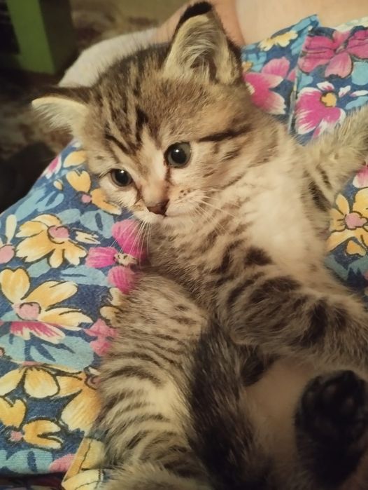 Только в добрые руки!