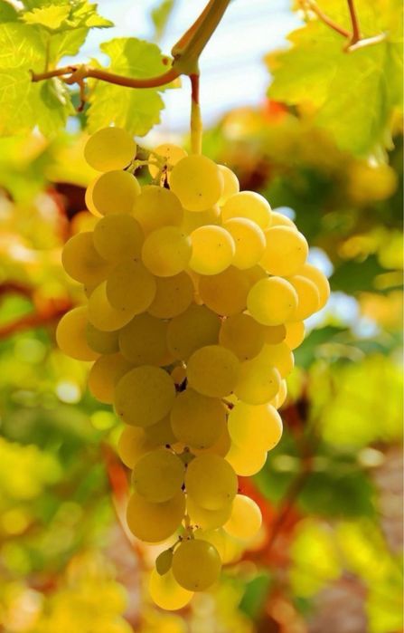 Vând struguri de vin productie proprie 2026