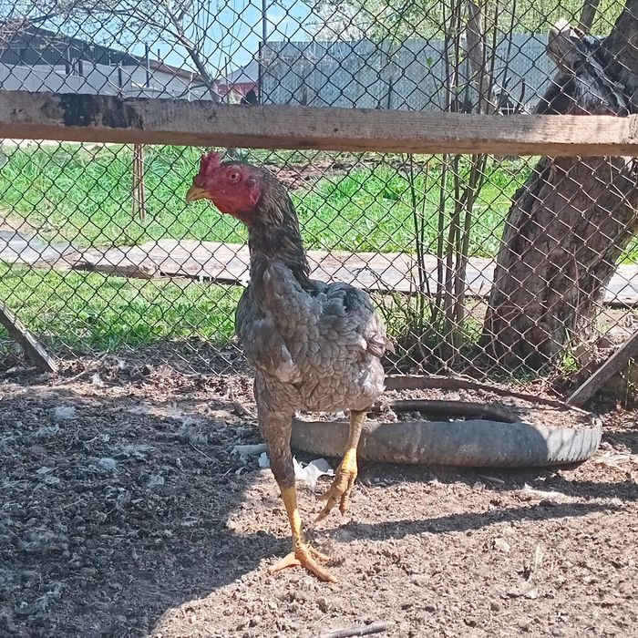 Дакан бойцовски 6 месецов