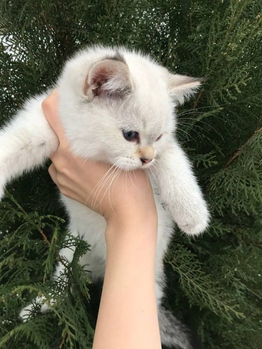 ПРОДАЕТСЯ шиншилла мальчик