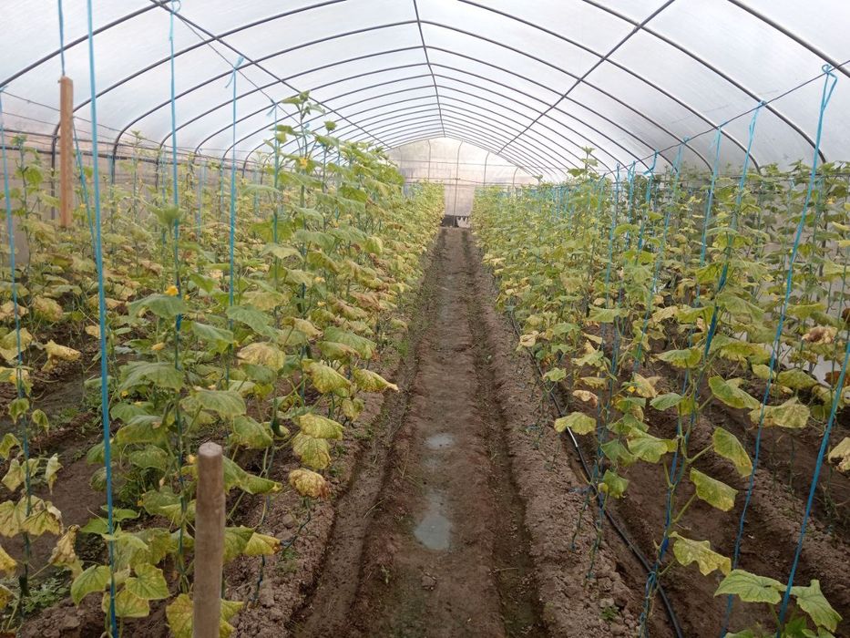 Mirzo Ulug‘bek uchastka sotiladi