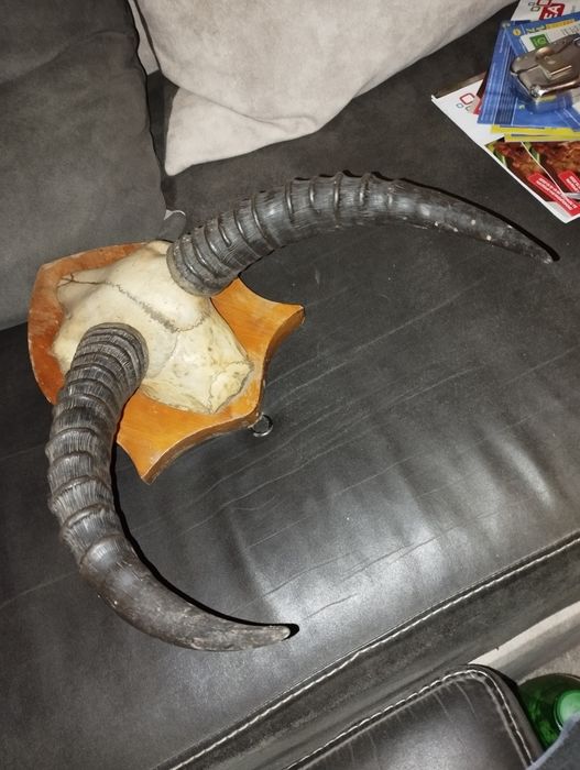 Различни Рога от срандаци