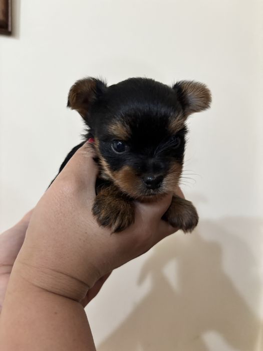 Мини йорки момченце