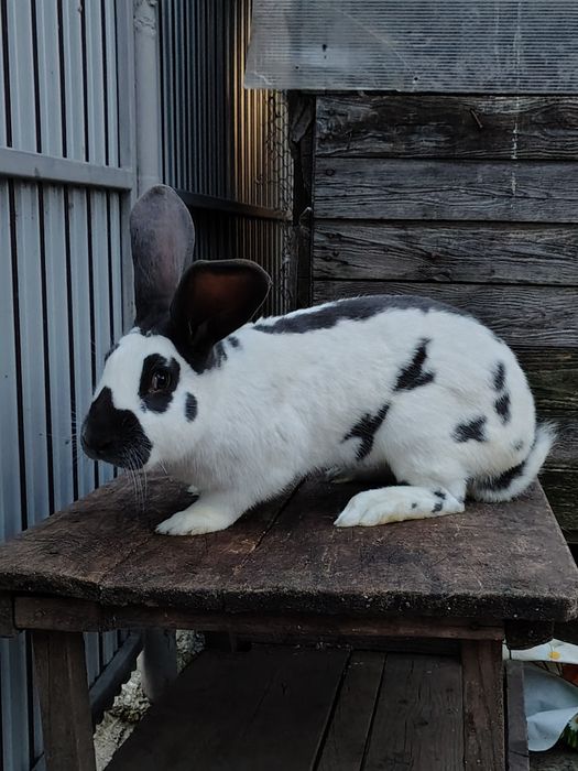 Mascul Fluture German