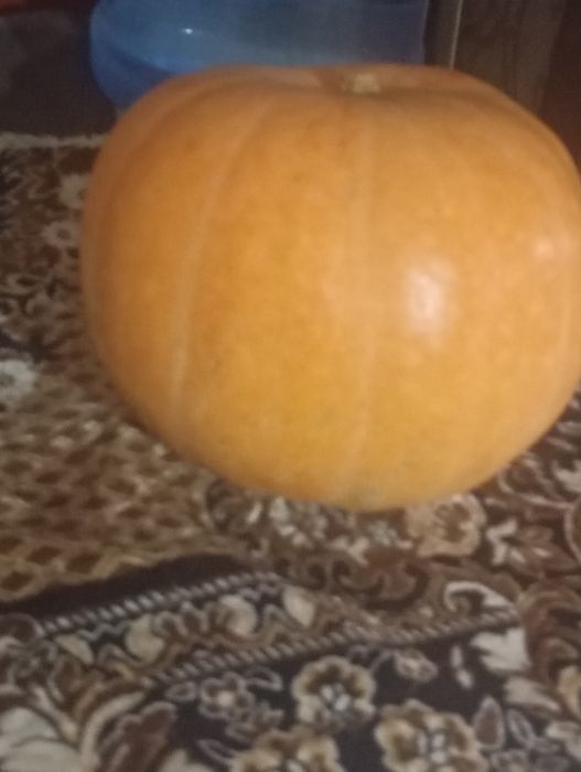 Продам домашнюю тыкву