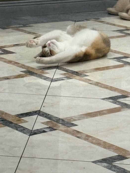 продаю кошку порода шиншила 8 месяцев