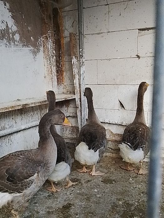 Gâște de vânzare