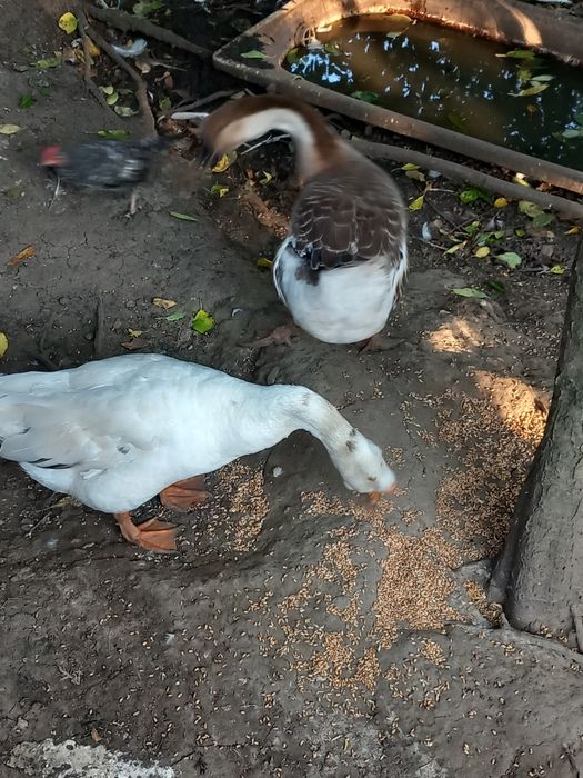 Gâște de Casă 2024