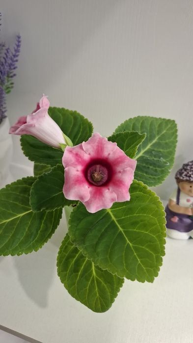 Продажа глоксиний