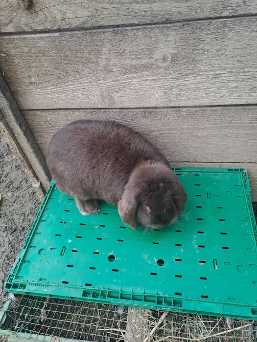 Vând iepuroica berbec german