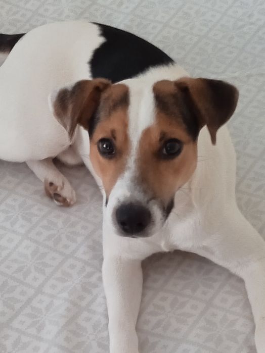 Парсон Джек- Рассел-терьер