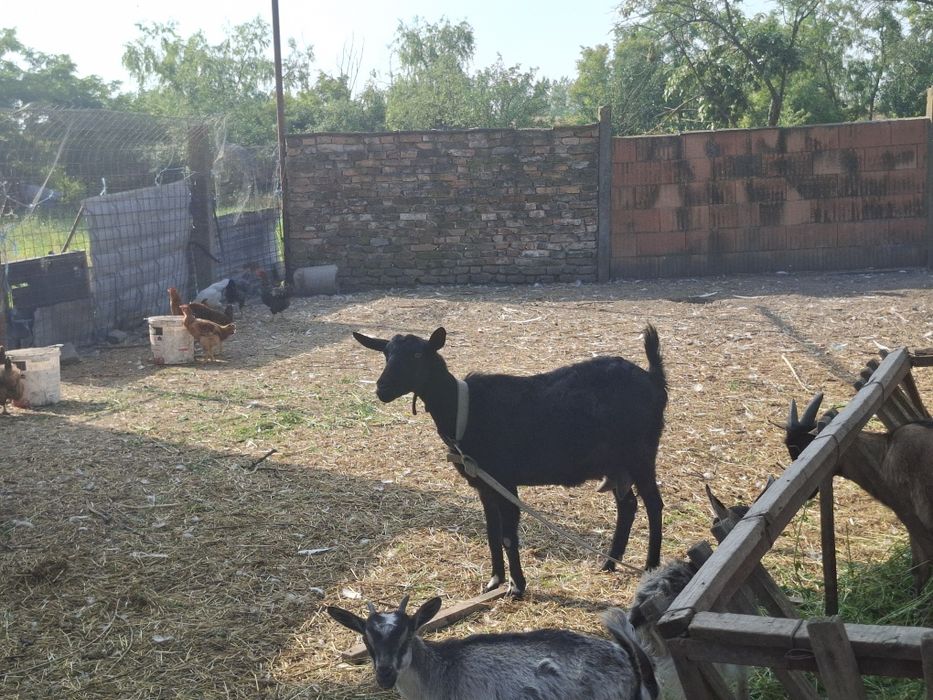 Disponimil urgent