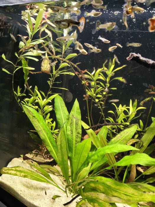 Acvariu 120 litri + stand