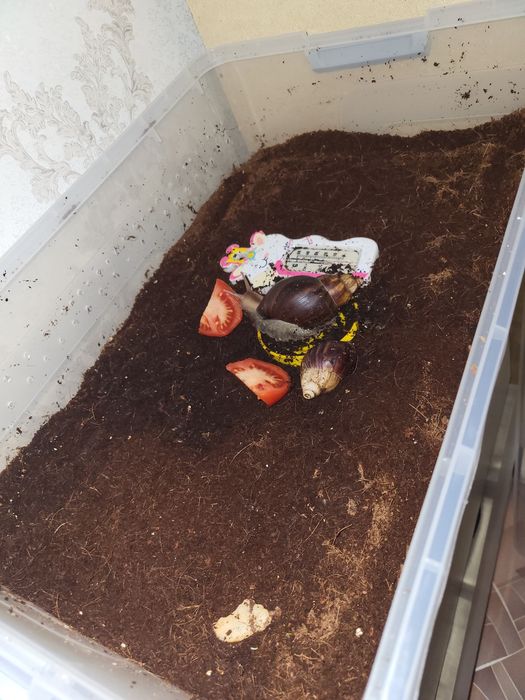 продаются улитки вместе с готовым терраиумом