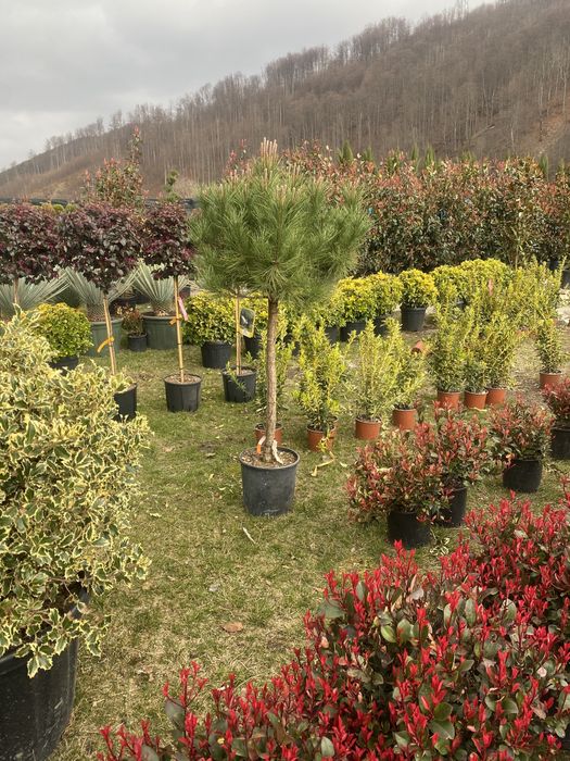 Pohotinia glob si plante