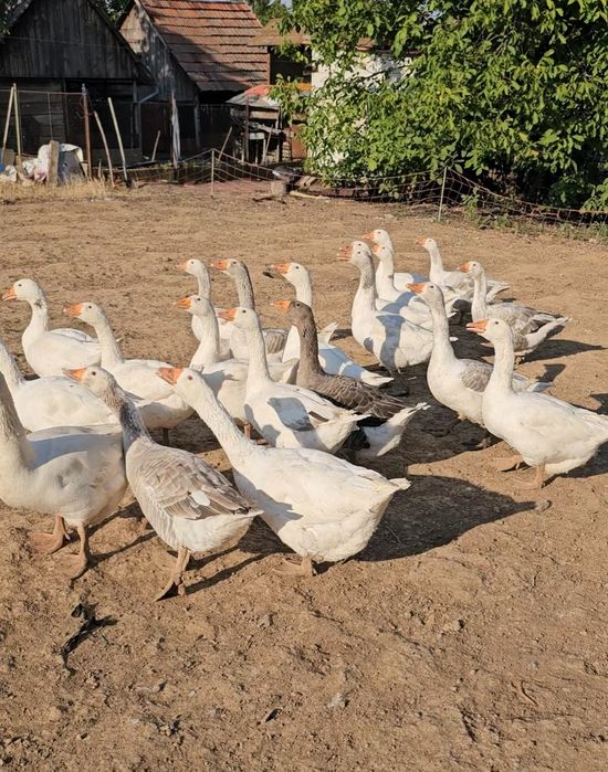 Gâște de vânzare.