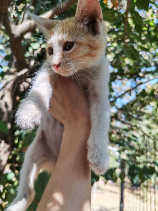 Отдаются котята в хорошие руки