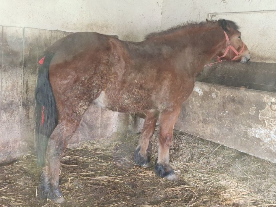 Manza de 2 ani de vânzare