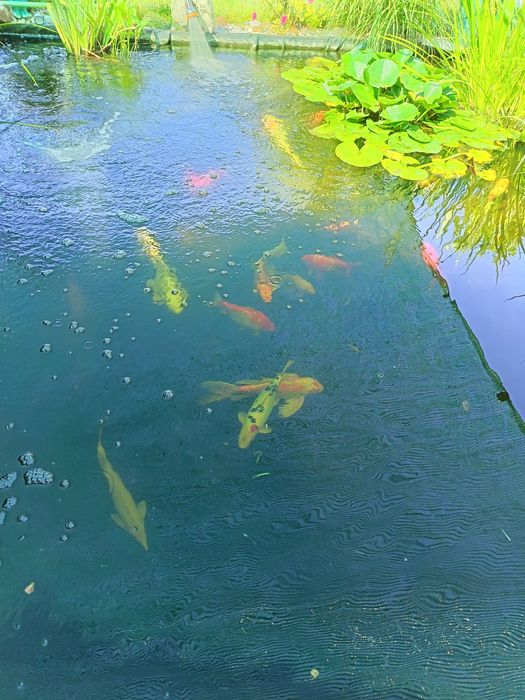 Vând crapi koi mărime 25	~50 cm
