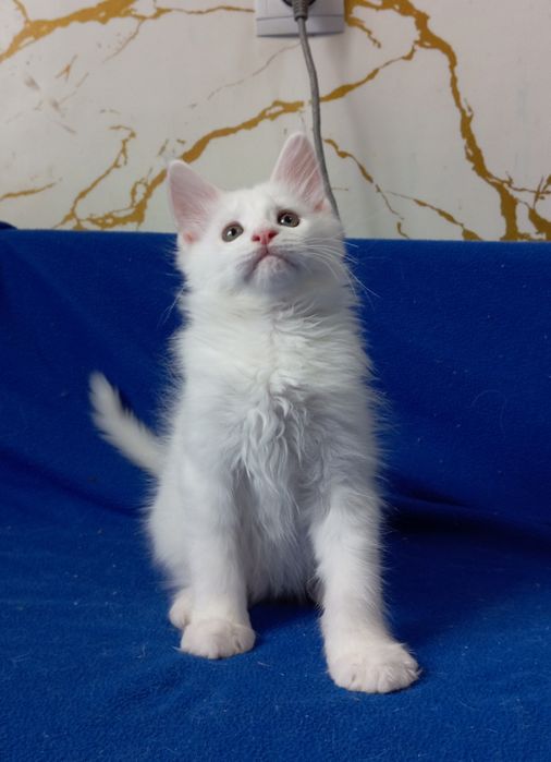 Мейн Кун котята, питомник