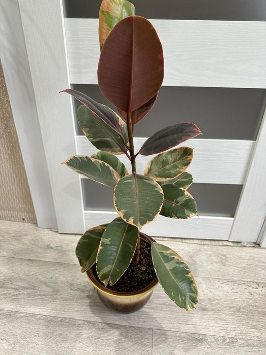 Продаются  цветы