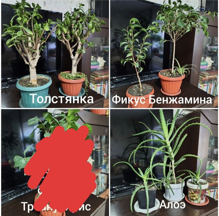 Продам комнатные растения
