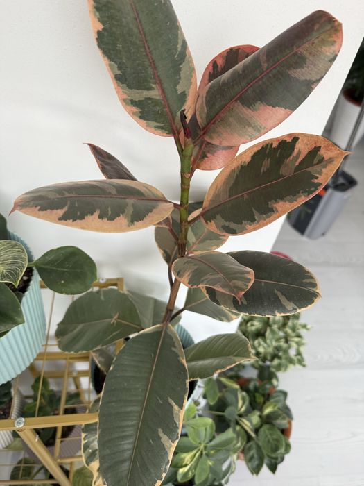 Продам цветы  комнатные