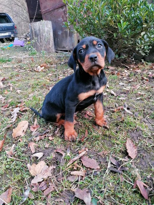 Femela copoi ardelenesc