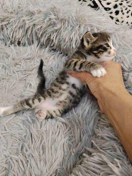 красивые котята ищут семью