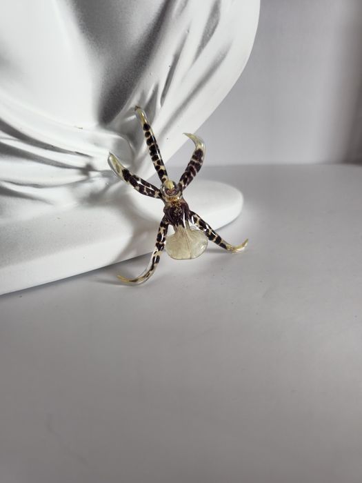 Брошки с естествен цвят на орхидея.