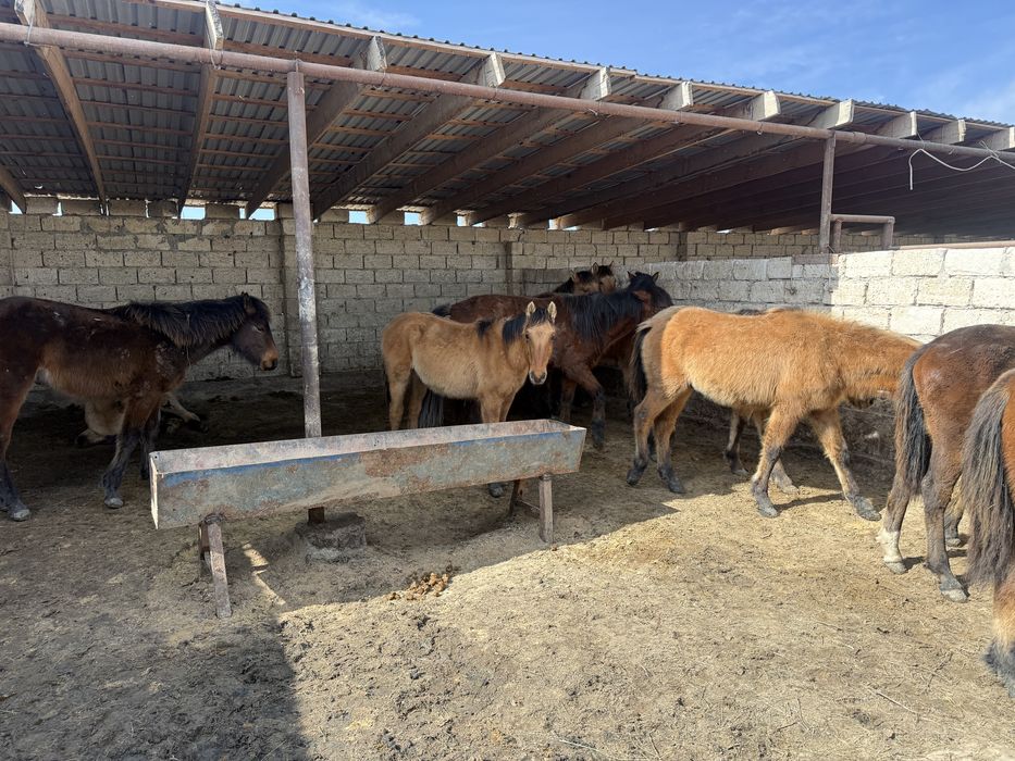 Таза мүгалжар көшім тайлар