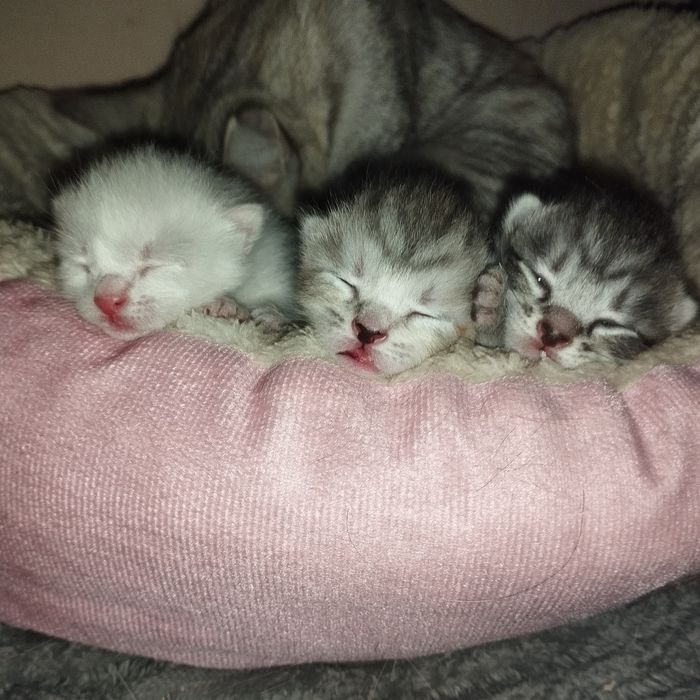 Отдам домашних котят в добрые руки (Бронь!)
