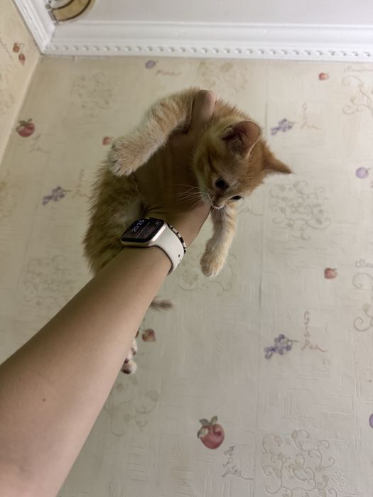 Котята бесплатно