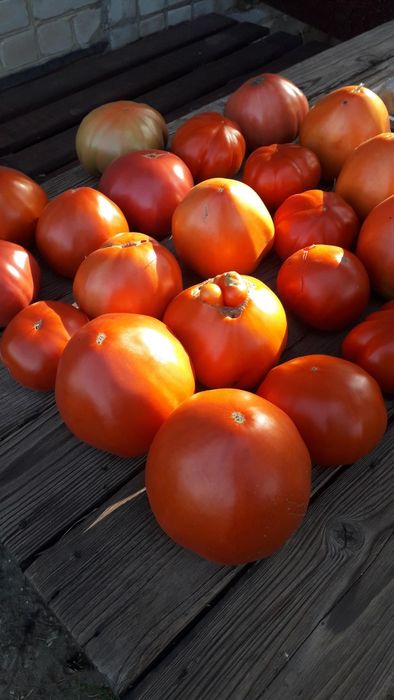 Продам Домашние Помидоры/Томаты