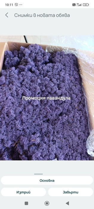 Скандинавски мъх за живи стени, панаСкандинавски мъх
