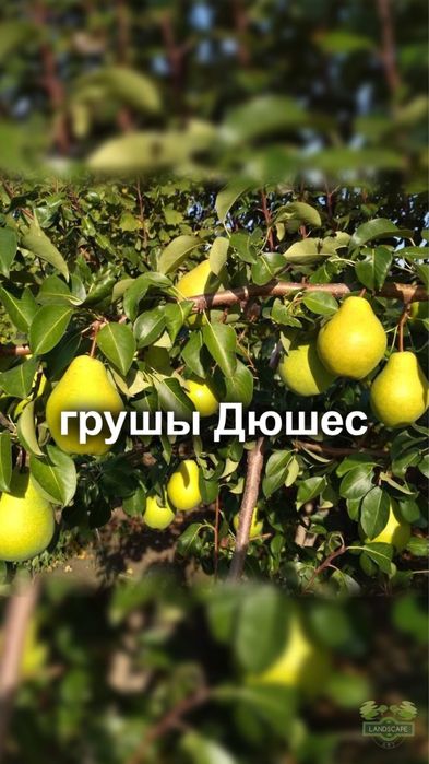 Продам плодовые деревья