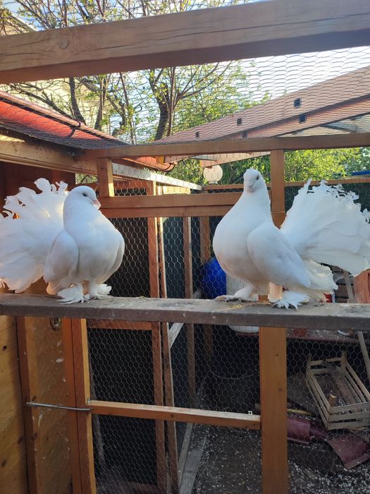 Voltați indieni albi pereche