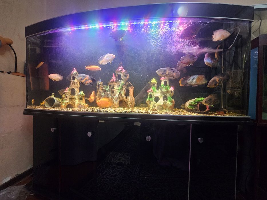 Srochniy Akvarum sotiladi