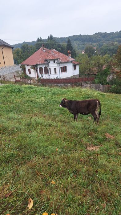 Vând vițea 5 luni