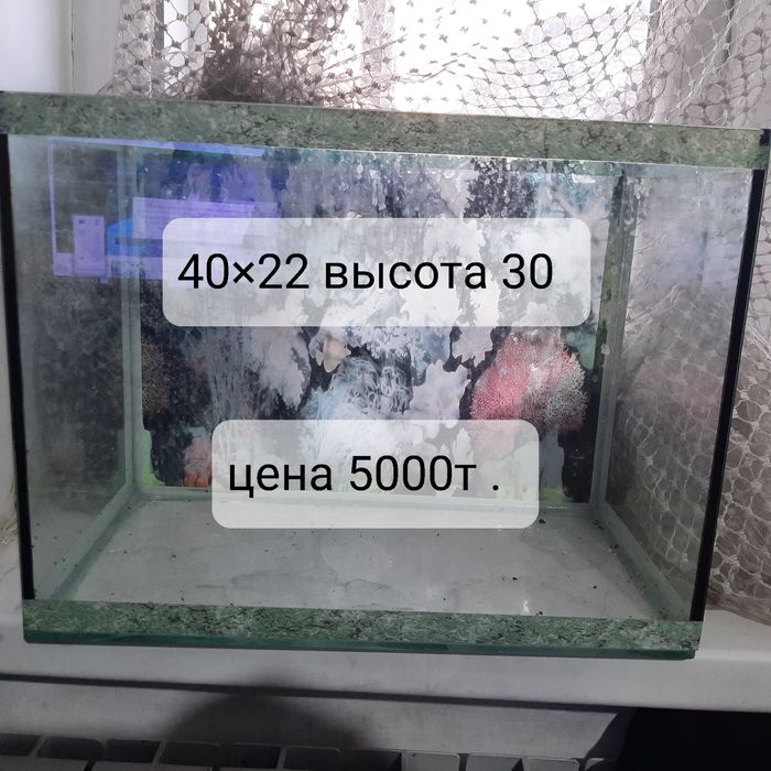 Аквариумы. Раимбека Тлендиева