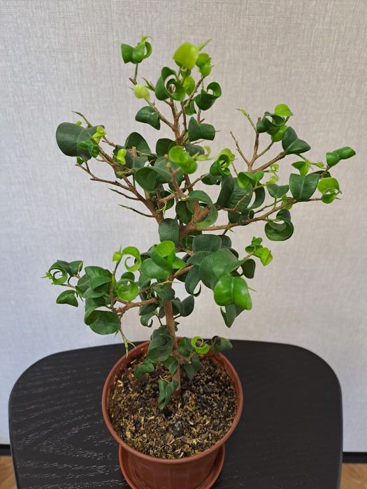 Продам комнатные цветы