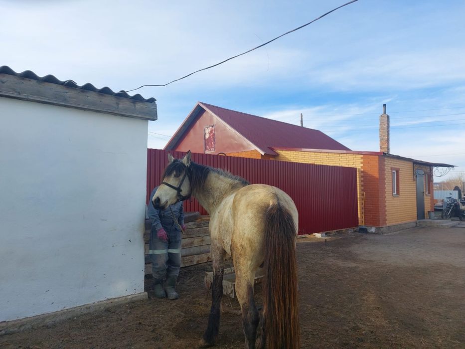 Айғыр (Жеребец )