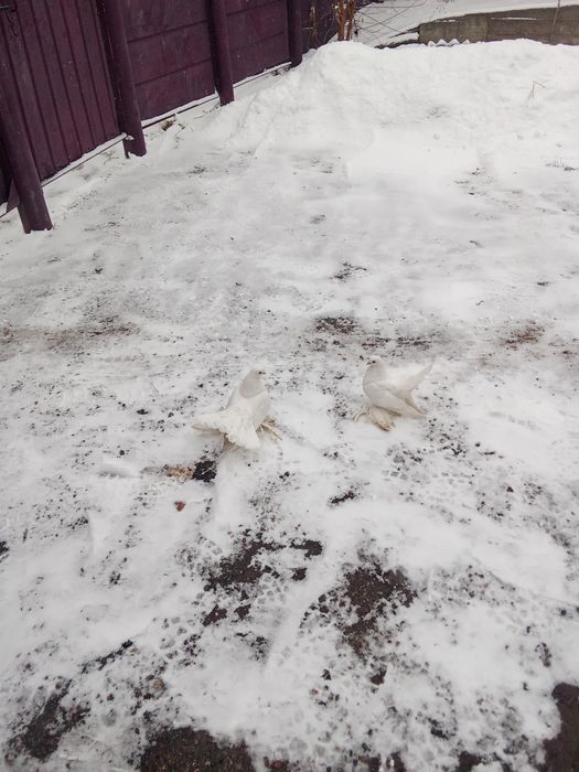 Павлины  в паре  на прод