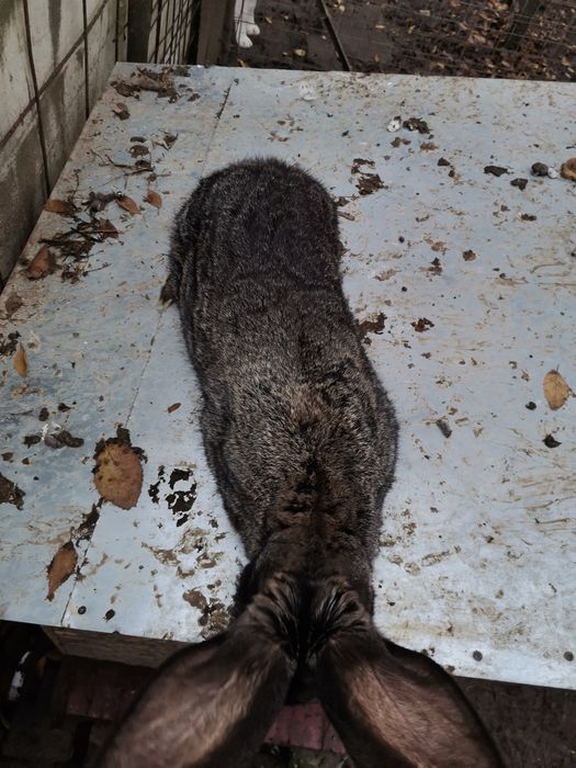 Mascul uriaș german